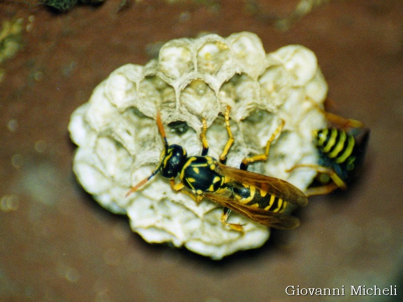 Vespa poliste da ID:  Polistes dominula